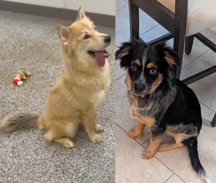 Which dog is cuter?