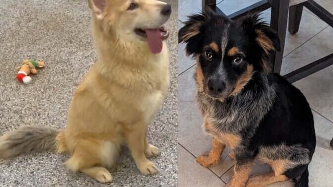 Which dog is cuter?