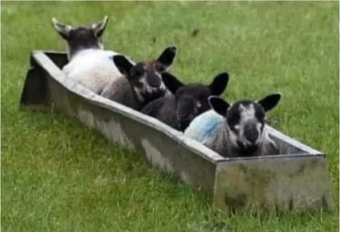 Do you think the Welsh bobsled team will do well in the Olympics?