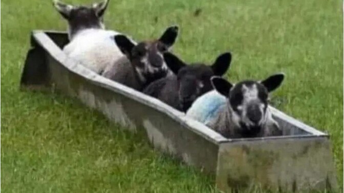 Do you think the Welsh bobsled team will do well in the Olympics?