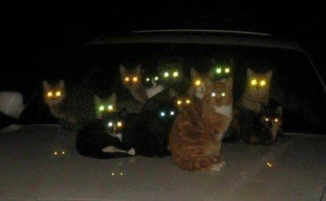 You walk outside at night and you walk across a darker area and notice several cats with glowing eyes charged up and ready to fire, what do you do?