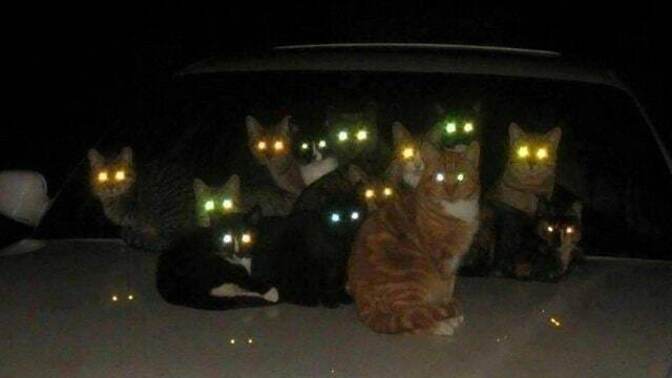 You walk outside at night and you walk across a darker area and notice several cats with glowing eyes charged up and ready to fire, what do you do?
