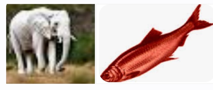 Do You Own A White Elephant, Or Have You Been Given A Red Herring?