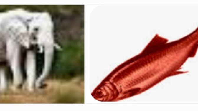 Do You Own A White Elephant, Or Have You Been Given A Red Herring?