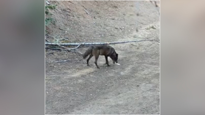 A gray wolf was just spotted roaming L. A. county for the first time in over a century. Do you like wolves awooo 🐺 ?