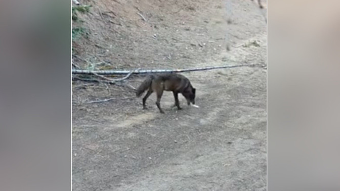 A gray wolf was just spotted roaming L. A. county for the first time in over a century. Do you like wolves awooo 🐺 ?