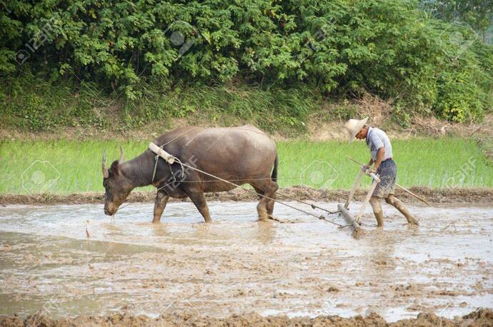 Thousands of companies have fled the US in search of cheap labor. Why dont the farmers do the same?