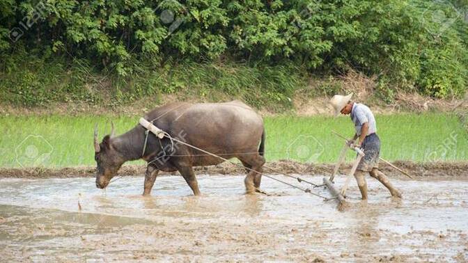 Thousands of companies have fled the US in search of cheap labor. Why don't the farmers do the same?