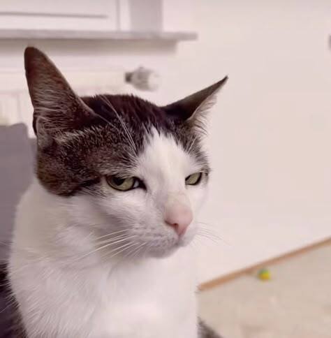 Do you think your pet judges you? Why?