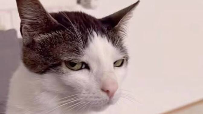 Do you think your pet judges you? Why?