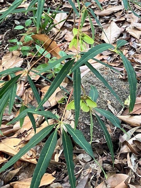 The other five-lobed plant