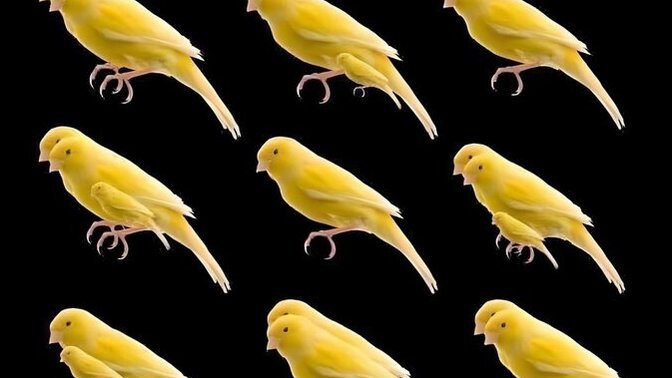 How many 🐦 birds can you tell?