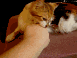 Have you ever been called a stage 5 clinger?