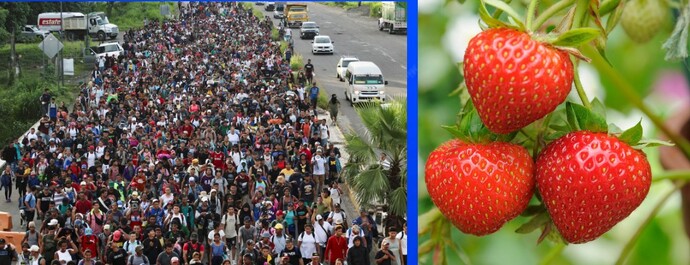 If you sat down and did the math, do you really think open borders make strawberries cheaper?