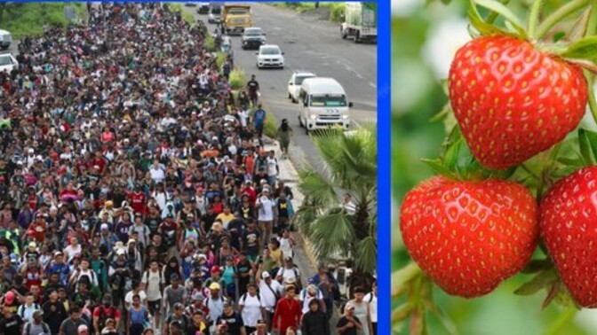 If you sat down and did the math, do you really think open borders make strawberries cheaper?