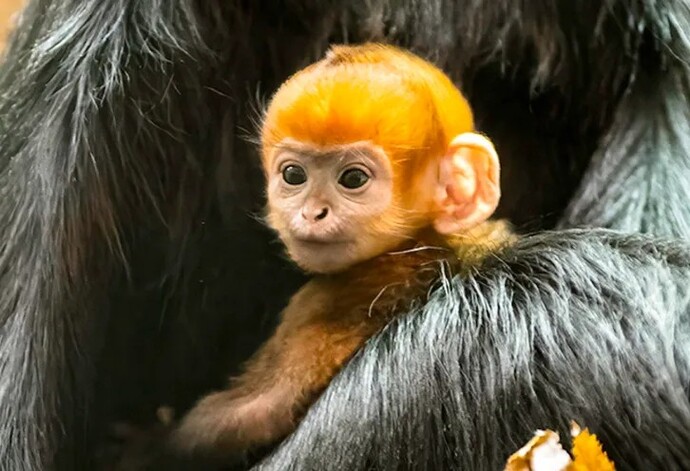 Monkey gives birth to a ginger baby. Is it time for a paternity test?