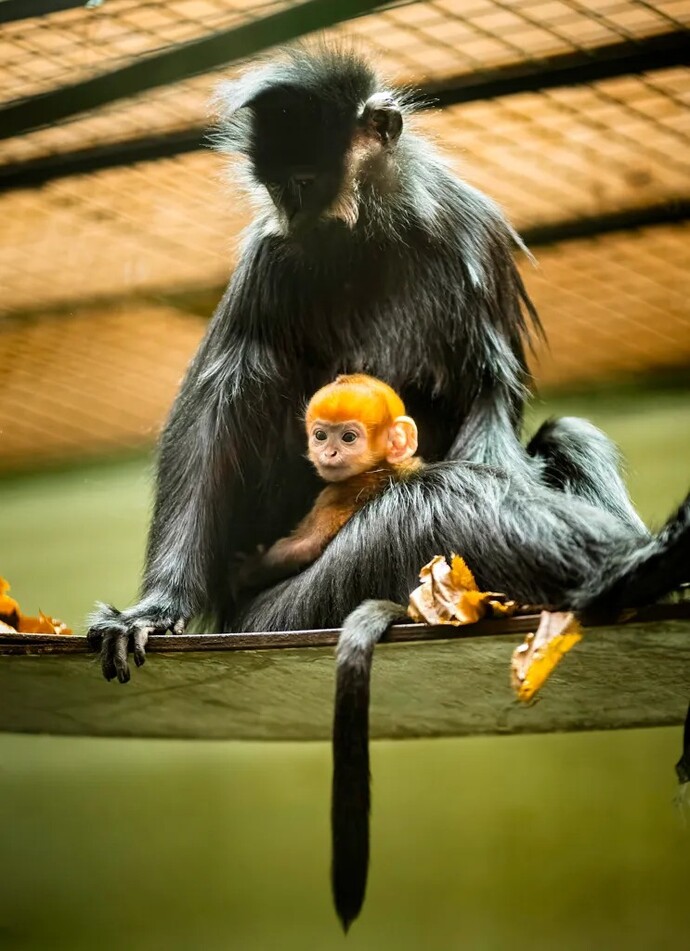 Monkey gives birth to a ginger baby. Is it time for a paternity test?