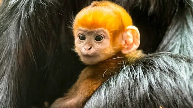 Monkey gives birth to a ginger baby. Is it time for a paternity test?