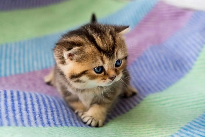 If a 50 foot giant told you he was scared of a kitten would you find that kinda ridiculous?