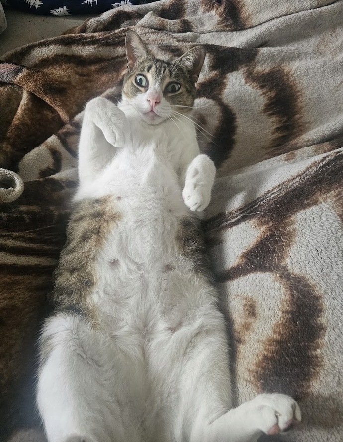 My oldest cat Chestnut