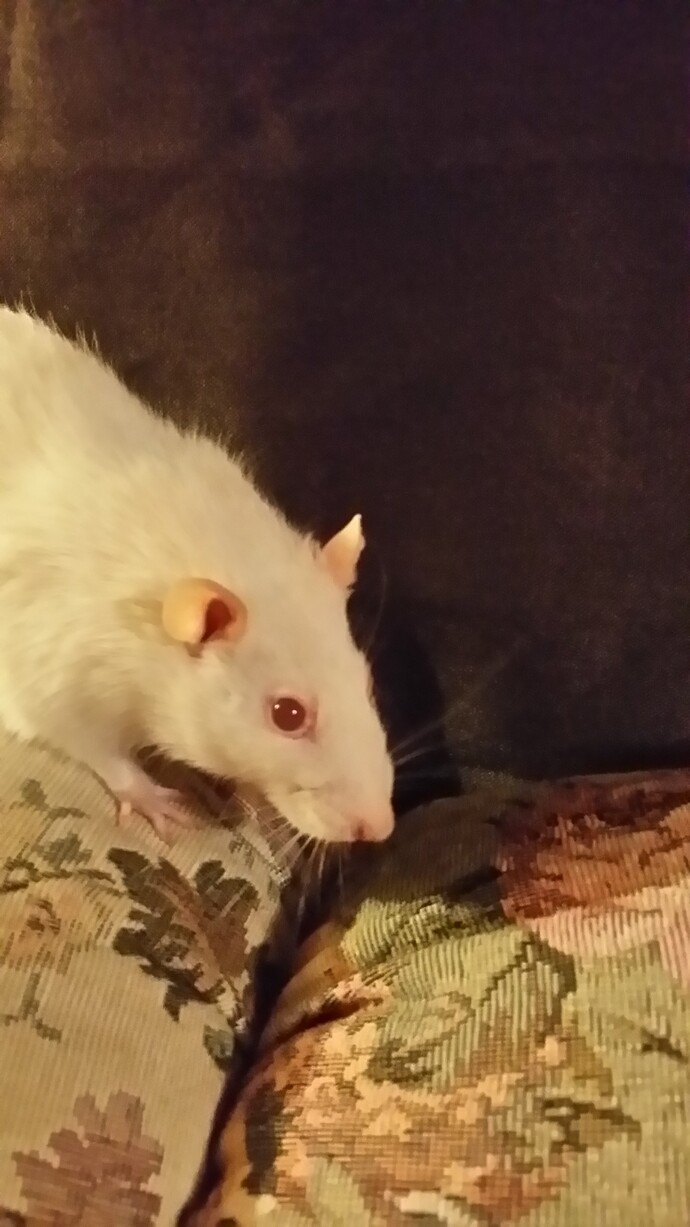 What’s the funniest thing your pet has ever done?