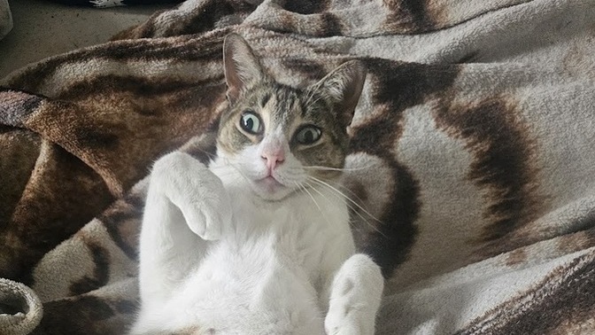 What’s the funniest thing your pet has ever done?