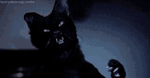 How will YOU utilize your new army of void kittens?