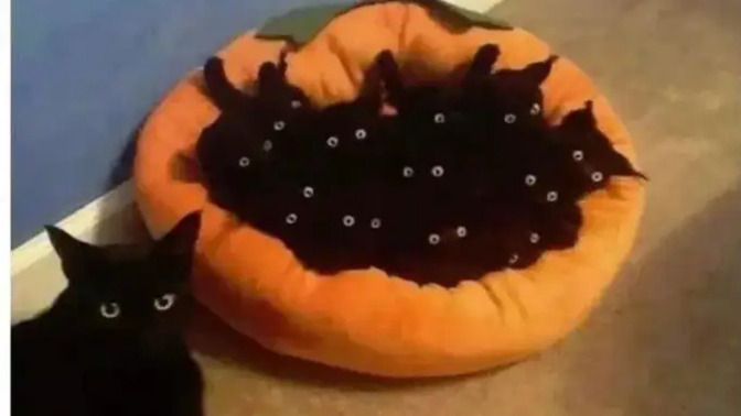 How will YOU utilize your new army of void kittens?