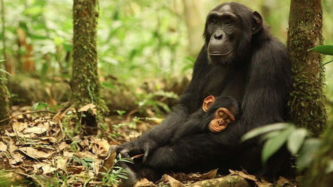 Is our species violent by nature?