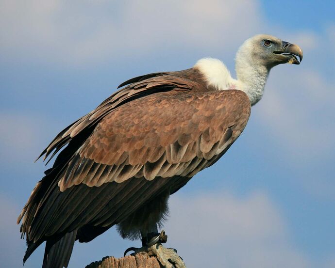 Do you think of Vultures in a positive light or negative?