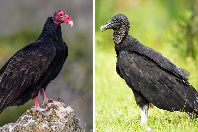 Do you think of Vultures in a positive light or negative?