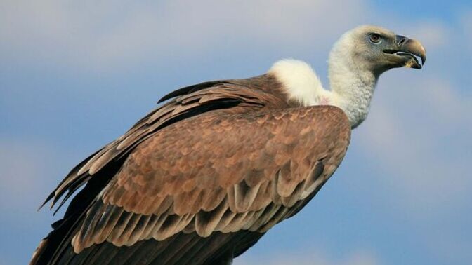 Do you think of Vultures in a positive light or negative?
