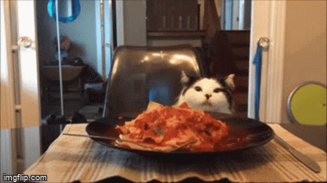 Lasagna or Lasagne, which do you like?