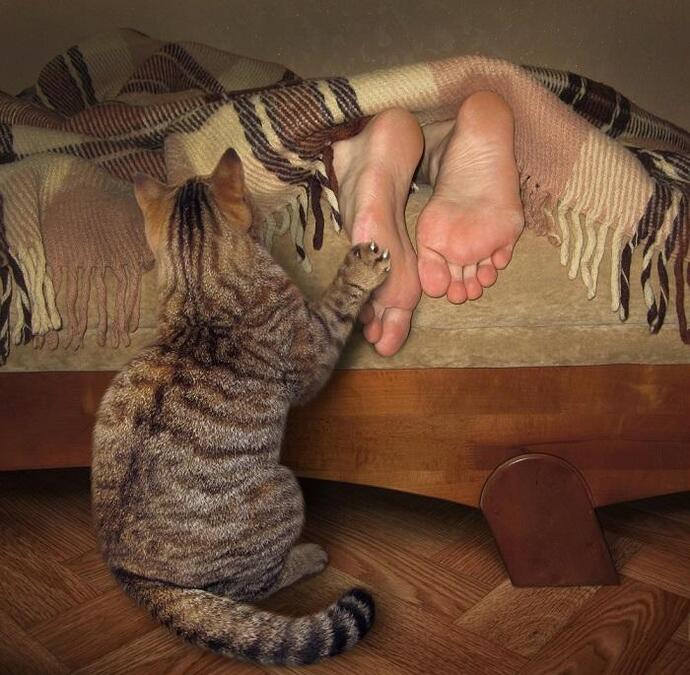 At what time do your cats usually wake you up, and has that time been getting earlier over time?