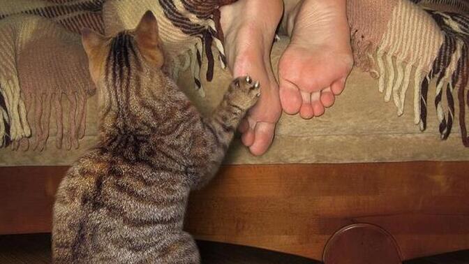 At what time do your cats usually wake you up, and has that time been getting earlier over time?