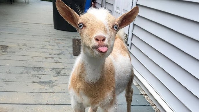 Are you the GOAT or a goat?