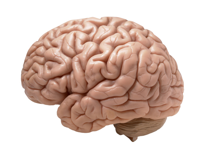 left side of a brain