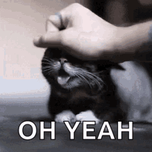 Anyone else here feel so special when a random cat lets you pet them?