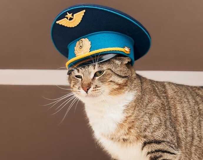 How would you feel if your job was replaced not by AI but by cats?