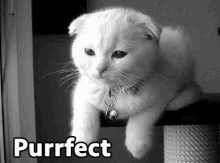 How would you feel if your job was replaced not by AI but by cats?