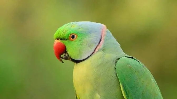 If birds are the dumbest animals. How come they’re the only ones that talk?