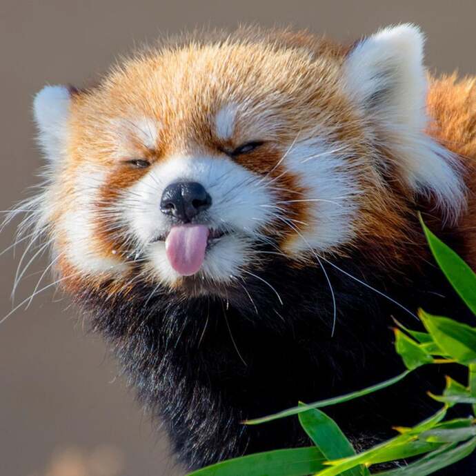 Which wild animal would you love to see up close?