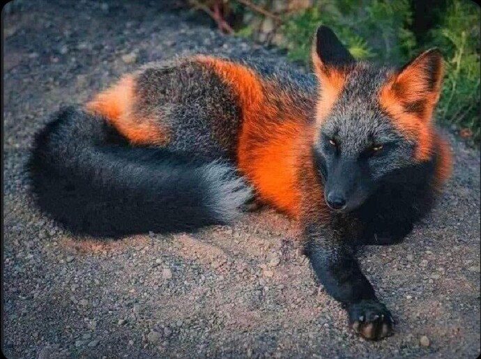 Which wild animal would you love to see up close?