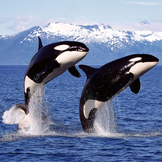 Which wild animal would you love to see up close?