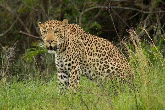 Which wild animal would you love to see up close?