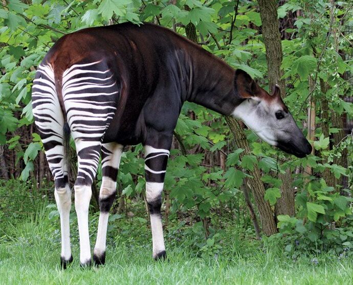 Which wild animal would you love to see up close?
