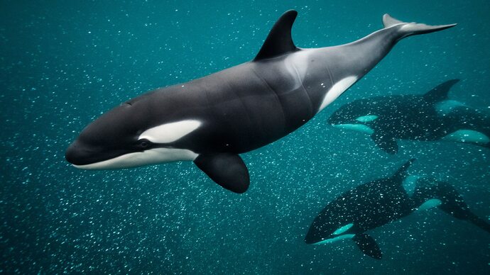 Which wild animal would you love to see up close?