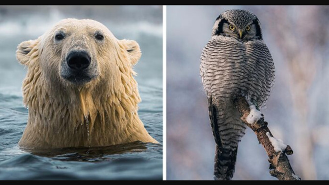 Which wild animal would you love to see up close?