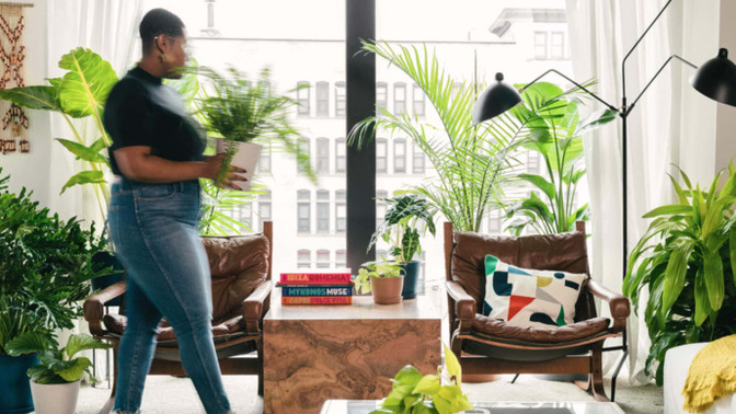 Do you have indoor plants in your house?