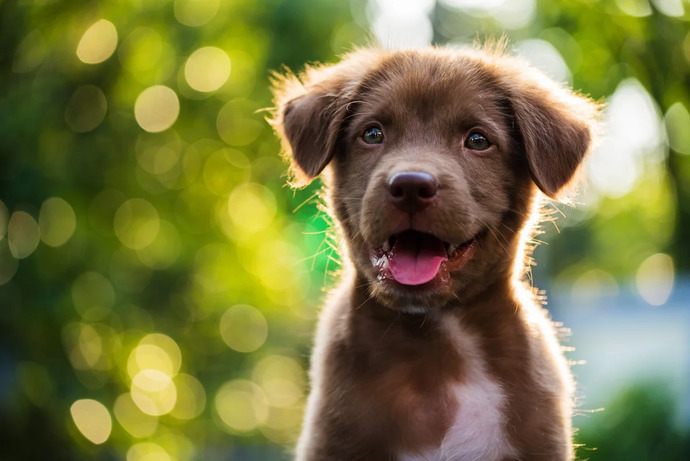 Is it accurate to say that women hate puppies?